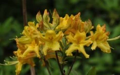 Jane's Gold Aromi Azalea (Rhododendron Hybrid) - 3 Gallon Pot -Cheap US Topiary Plant Store Native Azalea Janes Gold 1
