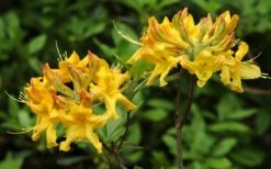 Jane's Gold Aromi Azalea (Rhododendron Hybrid) - 3 Gallon Pot -Cheap US Topiary Plant Store Native Azalea Janes Gold 3