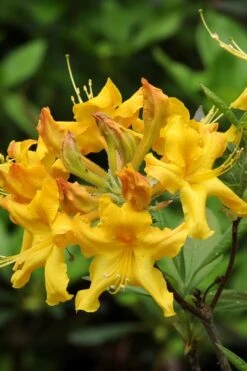 Jane's Gold Aromi Azalea (Rhododendron Hybrid) - 3 Gallon Pot -Cheap US Topiary Plant Store Native Azalea Janes Gold 4