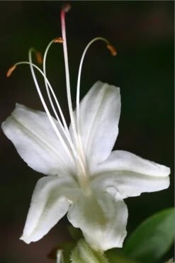 June Jubilee Aromi Azalea (Rhododendron Hybrid) - 3 Gallon Pot -Cheap US Topiary Plant Store Native Azalea June Jubilee 2
