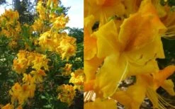 King's Wizard Aromi Azalea (Rhododendron Hybrid) - 3 Gallon Pot 7 King's Wizard Aromi Azalea (Rhododendron Hybrid) - 3 Gallon Pot -Cheap US Topiary Plant Store Native Azalea Kings Wizard 4 1