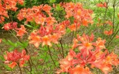 Mauvilla Gold Aromi Azalea (Rhododendron Hybrid) - 1 Gallon Pot -Cheap US Topiary Plant Store Native Azalea Mauvila Gold 1