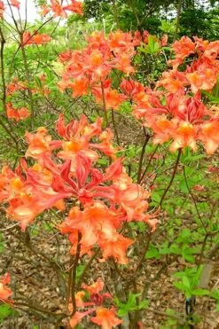 Mauvilla Gold Aromi Azalea (Rhododendron Hybrid) - 3 Gallon Pot -Cheap US Topiary Plant Store Native Azalea Mauvila Gold 2 1