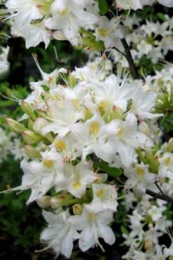 Pete McNees White Native Azalea - Rhododendron Albamanense - 3 Gallon Pot -Cheap US Topiary Plant Store Native Azalea Pete McNees 1