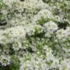 Pete McNees White Native Azalea - Rhododendron Albamanense - 3 Gallon Pot