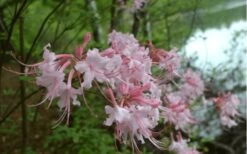 Pink Alabama Native Azalea - Rhododendron - 3 Gallon Pot 9 Pink Alabama Native Azalea - Rhododendron - 3 Gallon Pot -Cheap US Topiary Plant Store Native Azalea Pink Alabamense 3