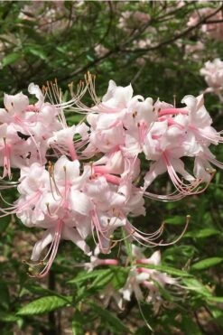 Pink Alabama Native Azalea - Rhododendron - 3 Gallon Pot 10 Pink Alabama Native Azalea - Rhododendron - 3 Gallon Pot -Cheap US Topiary Plant Store Native Azalea Pink Alabamense 5