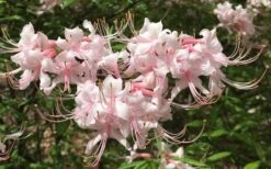 Pink Alabama Native Azalea - Rhododendron - 3 Gallon Pot 11 Pink Alabama Native Azalea - Rhododendron - 3 Gallon Pot -Cheap US Topiary Plant Store Native Azalea Pink Alabamense 7