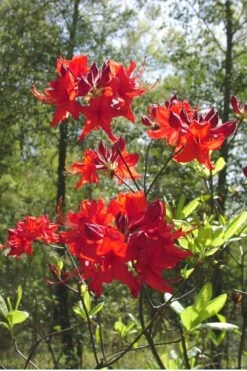 Radiant Red Aromi Azalea (Rhododendron Hybrid) - 2 Gallon Pot -Cheap US Topiary Plant Store Native Azalea Radiant Red 6 1
