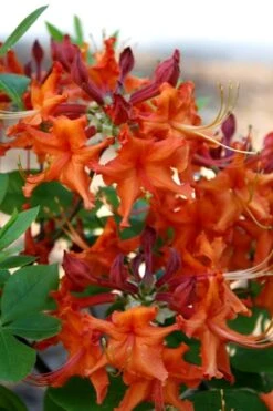 Red Pepper Aromi Azalea (Rhododendron Hybrid) - 3 Gallon Pot -Cheap US Topiary Plant Store Native Azalea Red Pepper 1 1