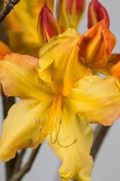 Solar Flare Sunbow Azalea - 3 Gallon Pot -Cheap US Topiary Plant Store Native Azalea Solar Flare Sunbow BS