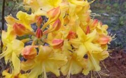 Solar Flare Sunbow Azalea - 3 Gallon Pot -Cheap US Topiary Plant Store Native Azalea Solor Flare Sunbow 3