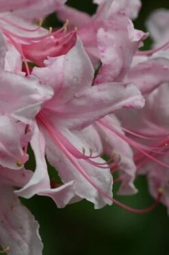 Spring Sensation Aromi Azalea (Rhododendron Hybrid) - 3 Gallon Pot -Cheap US Topiary Plant Store Native Azalea Spring Sensation 2