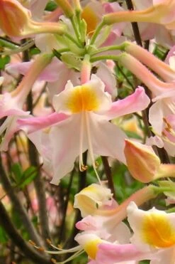 Touch Of Pink Aromi Azalea (Rhododendron Hybrid) - 3 Gallon Pot -Cheap US Topiary Plant Store Native Azalea Touch Of Pink 2