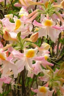 Touch Of Pink Aromi Azalea (Rhododendron Hybrid) - 3 Gallon Pot -Cheap US Topiary Plant Store Native Azalea Touch Of Pink 4