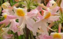 Touch Of Pink Aromi Azalea (Rhododendron Hybrid) - 3 Gallon Pot -Cheap US Topiary Plant Store Native Azalea Touch Of Pink 5