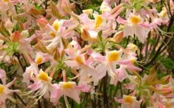 Touch Of Pink Aromi Azalea (Rhododendron Hybrid) - 3 Gallon Pot -Cheap US Topiary Plant Store Native Azalea Touch Of Pink 7