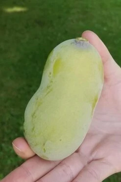 Paw Paw Tree - Asimina Triloba - 7 Gallon Pot -Cheap US Topiary Plant Store Paw Paw Tree 10