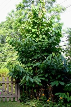 Paw Paw Tree - Asimina Triloba - 2 Gallon Pot -Cheap US Topiary Plant Store Paw Paw Tree 2 1