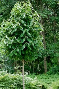 Paw Paw Tree - Asimina Triloba - 2 Gallon Pot -Cheap US Topiary Plant Store Paw Paw Tree 4 1