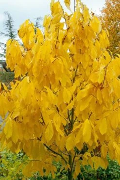 Paw Paw Tree - Asimina Triloba - 7 Gallon Pot -Cheap US Topiary Plant Store Paw Paw Tree 7