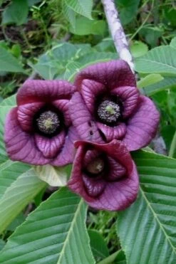 Paw Paw Tree - Asimina Triloba - 7 Gallon Pot -Cheap US Topiary Plant Store Paw Paw Tree Flowers 1