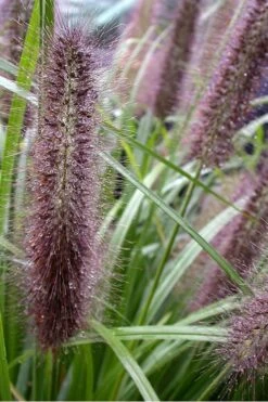 Black Fountain Grass (Pennisetum Alopecuroides 'Moudry') - 1 Gallon Pot -Cheap US Topiary Plant Store Pennisetum Moudry 500x750 1