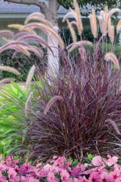 Purple Fountain Grass (Pennisetum Rubrum) - 2.5 Quart Pot -Cheap US Topiary Plant Store Pennisetum Rubra Purple Fountain Grass 21