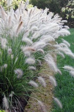 Hameln Dwarf Hardy Fountain Grass (Pennisetum) - 1 Gallon Pot
