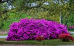 Formosa Southern Indica Azalea - 7 Gallon Pot -Cheap US Topiary Plant Store Picture Azlea Formosa Shrub 5