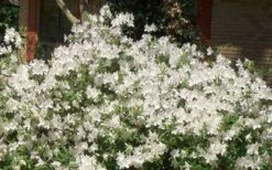 Mrs. G.G. Gerbing White Southern Indica Azalea - 1 Gallon Pot -Cheap US Topiary Plant Store Picture Azlea GG Gerbing 1 2