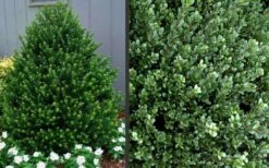 Pyramidal Compacta Japanese Holly - 3 Gallon Pot -Cheap US Topiary Plant Store Picture Holly Compacta Pyramidal 1