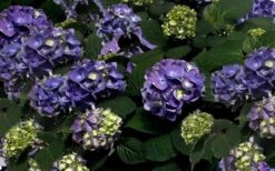 Bloomstruck Endless Summer Hydrangea - 3 Gallon Pot -Cheap US Topiary Plant Store Picture Hydrangea Bloomstruck
