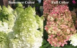 Limelight PeeGee Hydrangea - 6 Pack Of 1 Gallon Pots 15 Limelight PeeGee Hydrangea - 6 Pack Of 1 Gallon Pots -Cheap US Topiary Plant Store Picture Hydrangea Limelight 3 1