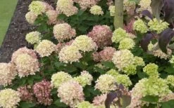 Little Lime Hydrangea - 3 Pack Of Quart Pots -Cheap US Topiary Plant Store Picture Hydrangea Little Lime 2 1