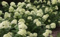 Little Lime Hydrangea - 3 Pack Of Quart Pots -Cheap US Topiary Plant Store Picture Hydrangea Little Lime 3 1