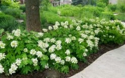Pee Wee Dwarf Oakleaf Hydrangea - 1 Gallon Pot -Cheap US Topiary Plant Store Picture Hydrangea Oakleaf Pee Wee Border