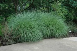 Little Kitten Dwarf Maiden Grass - Miscanthus Sinensis - 3 Gallon Pot -Cheap US Topiary Plant Store Picture Little Kitten Maiden Grass 2