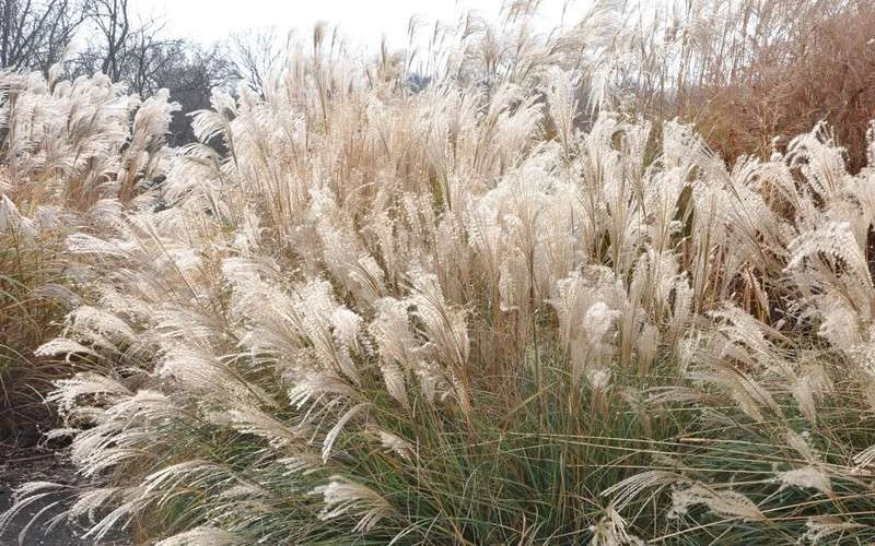 Adagio Dwarf Maiden Grass (Miscanthus Sinensis) - 6-Pack Of 1 Gallon Pots 7 Adagio Dwarf Maiden Grass (Miscanthus Sinensis) - 6-Pack Of 1 Gallon Pots - Image 7