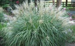 Adagio Dwarf Maiden Grass (Miscanthus Sinensis) - 6-Pack Of 1 Gallon Pots 10 Adagio Dwarf Maiden Grass (Miscanthus Sinensis) - 6-Pack Of 1 Gallon Pots -Cheap US Topiary Plant Store Picture Maiden Grass Adagio Dwarf