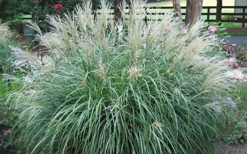 Adagio Dwarf Maiden Grass (Miscanthus Sinensis) - 6-Pack Of 1 Gallon Pots 4 Adagio Dwarf Maiden Grass (Miscanthus Sinensis) - 6-Pack Of 1 Gallon Pots - Image 4