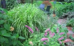 Little Zebra Grass - Miscanthus - 1 Gallon Pot -Cheap US Topiary Plant Store Picture Miscanthus Little Zebra 3
