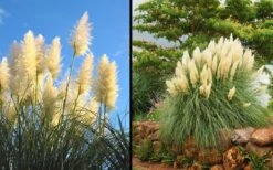 White Pampas Grass - 6 Pack Of 1 Gallon Pots -Cheap US Topiary Plant Store Picture Pampas Grass White 2
