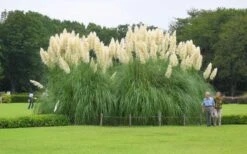 White Pampas Grass - 6 Pack Of 1 Gallon Pots -Cheap US Topiary Plant Store Picture Pampas Grass White 3