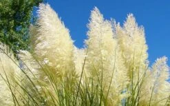 White Pampas Grass - 6 Pack Of 1 Gallon Pots -Cheap US Topiary Plant Store Picture Pampas Grass White 4