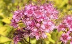 Gold Mound Spirea - 3 Gallon Pot 13 Gold Mound Spirea - 3 Gallon Pot -Cheap US Topiary Plant Store Picture Spirea Gold Mound Flower Closeup