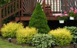 Gold Mound Spirea - 3 Gallon Pot 15 Gold Mound Spirea - 3 Gallon Pot -Cheap US Topiary Plant Store Picture Spirea Gold Mound Landscape