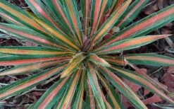 Color Guard Yucca - 2 Gallon Pot 12 Color Guard Yucca - 2 Gallon Pot -Cheap US Topiary Plant Store Picture Yucca Color Guard Fall Color