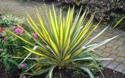 Color Guard Yucca - 2 Gallon Pot 11 Color Guard Yucca - 2 Gallon Pot -Cheap US Topiary Plant Store Picture Yucca Color Guard Plant