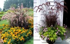 Purple Fountain Grass (Pennisetum Rubrum) - 2.5 Quart Pot -Cheap US Topiary Plant Store Purple Dountain Grass Beds Containers